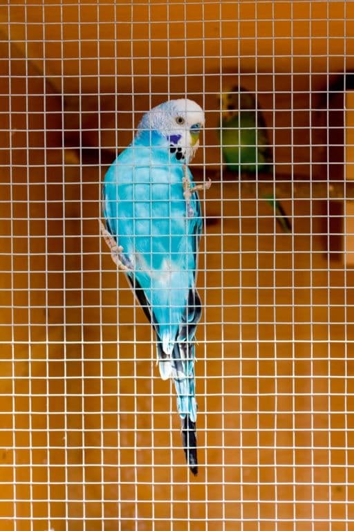 Ambassador Cage & Aviary Welded Panel - 6x0.9m