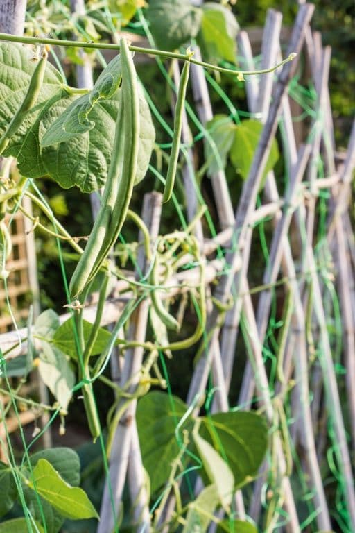 Ambassador Pea & Bean Net - 4 x 2m
