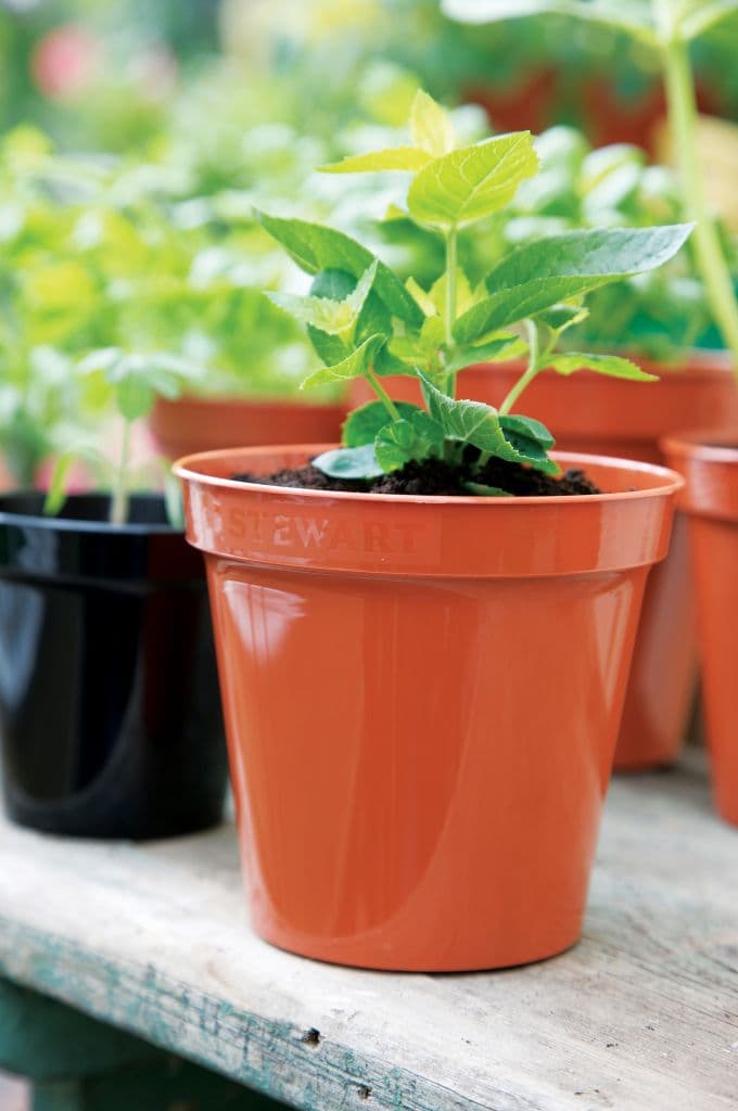 Stewart Flower Pot Terracotta - 8"